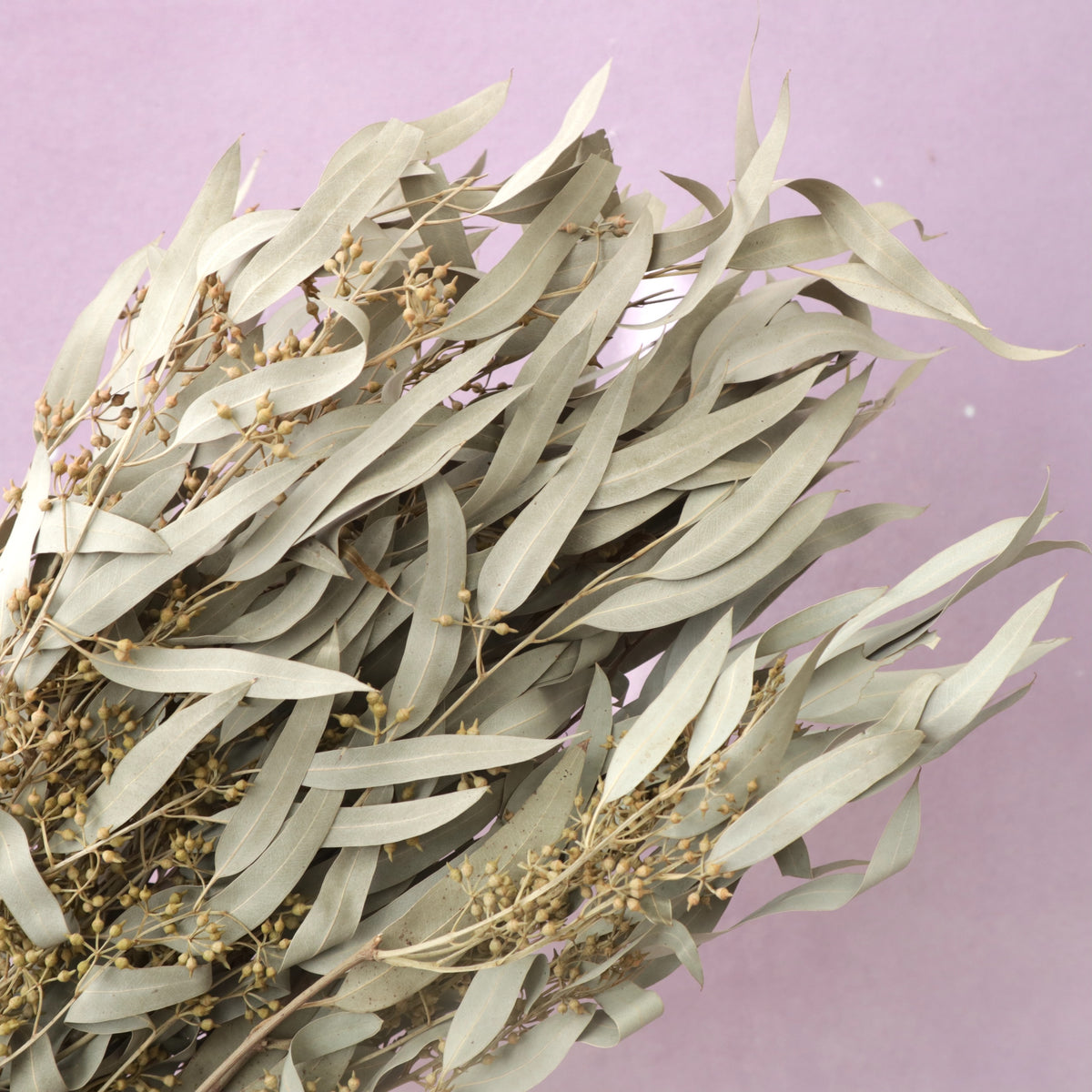 Seeded Gum Natural – Floral Forest Wholesale