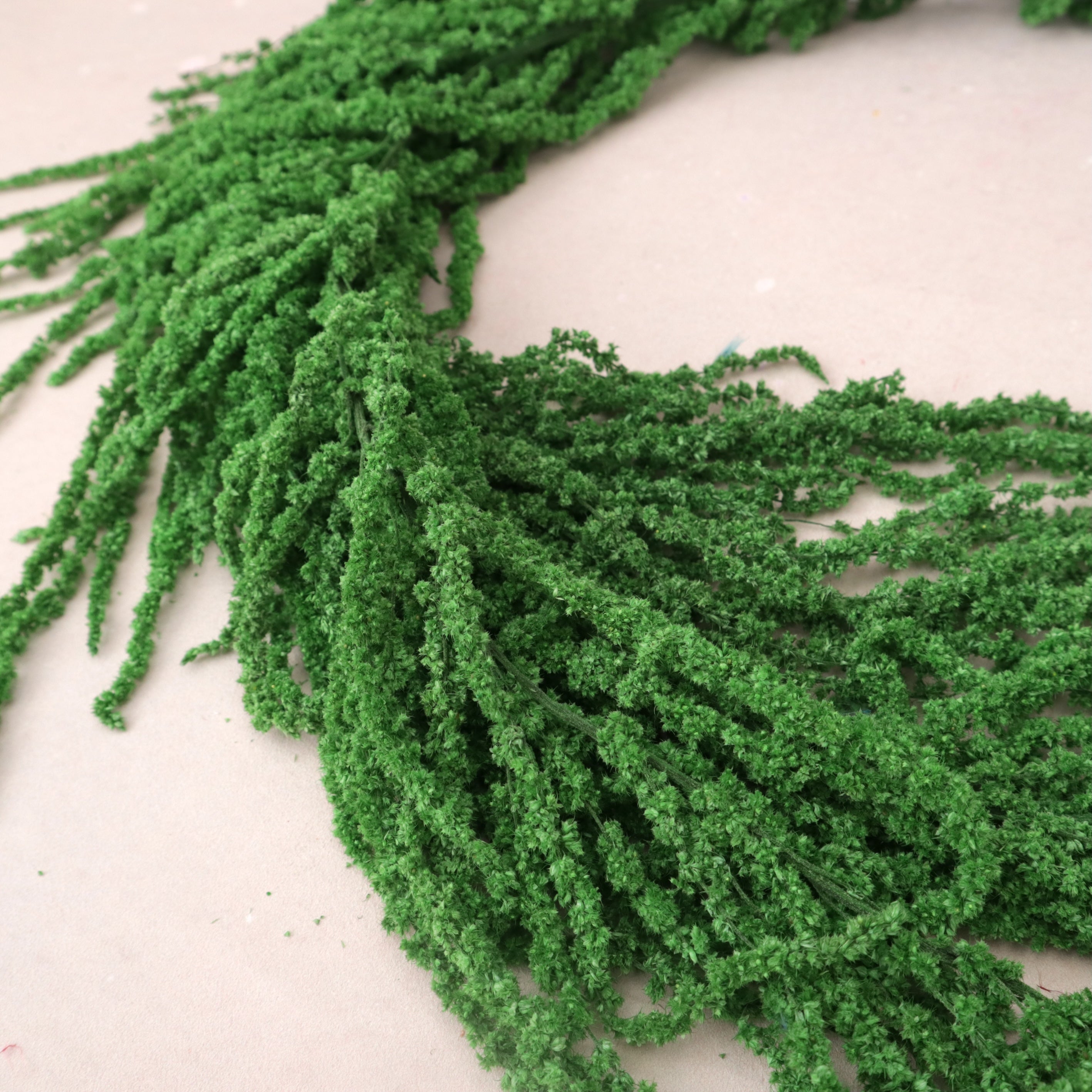 Amaranthus Forest Green (Small)