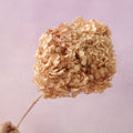 Annabelle Hydrangea Toffee