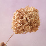 Annabelle Hydrangea Toffee