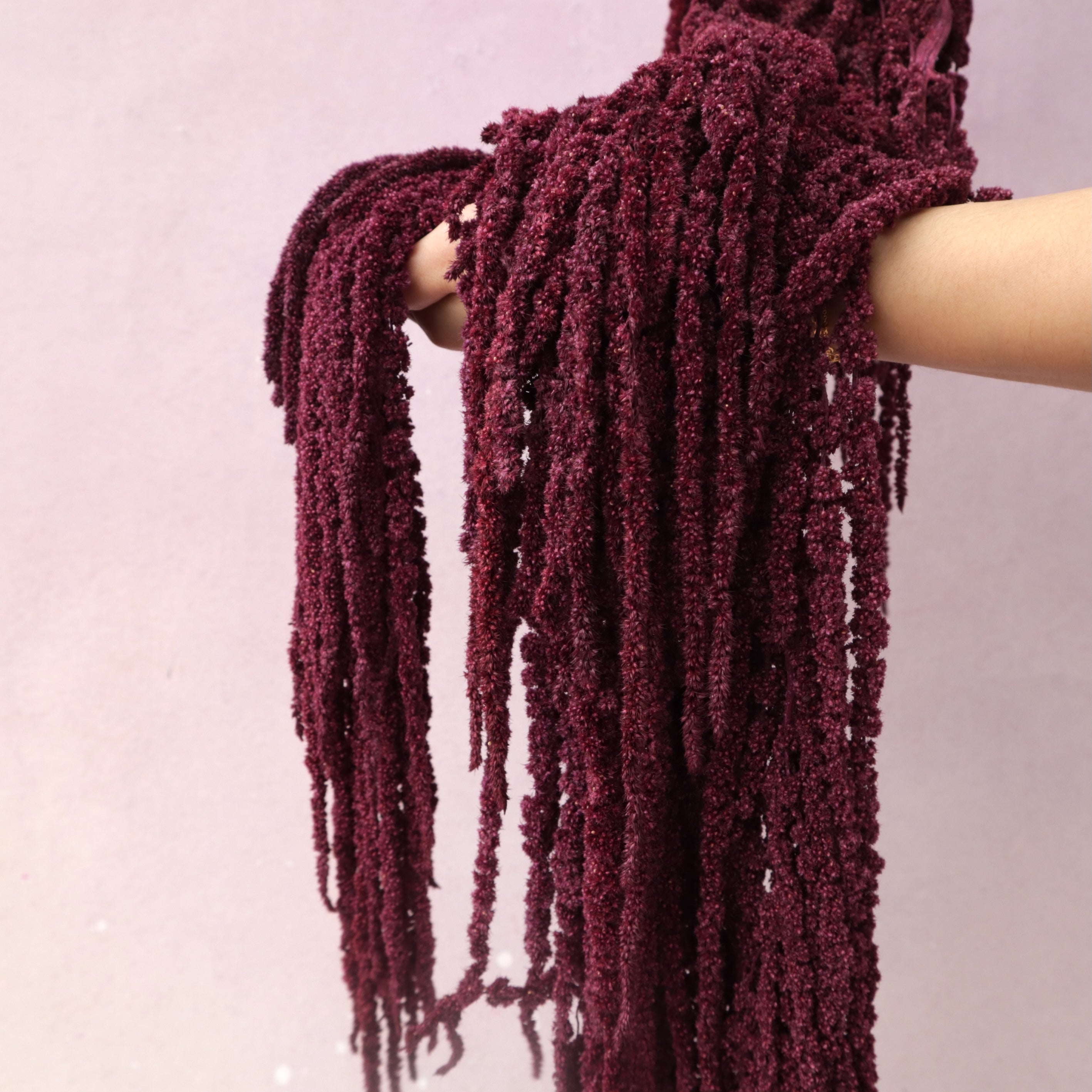 Amaranthus Burgundy