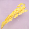 Ruscus Big Leaf Mango Yellow