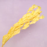Ruscus Big Leaf Mango Yellow