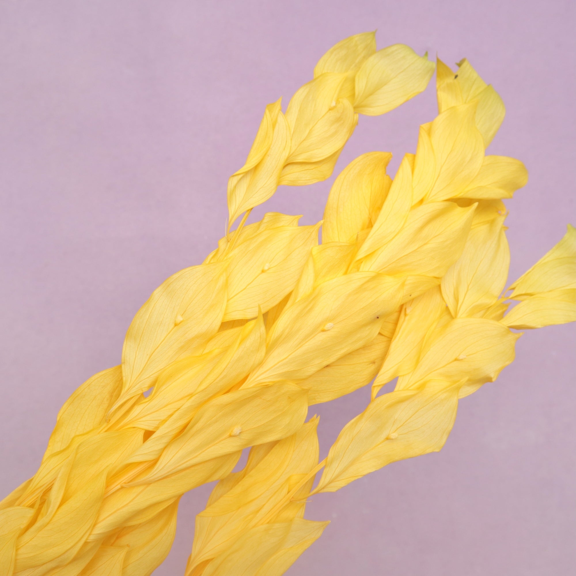Ruscus Big Leaf Mango Yellow