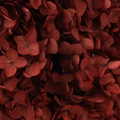 Annabelle Hydrangea 100g Dark Red