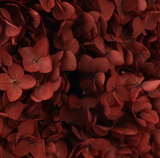 Annabelle Hydrangea 100g Dark Red