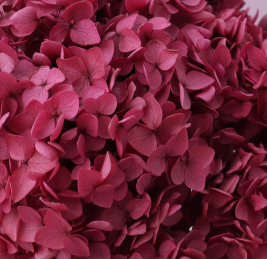 Annabelle Hydrangea 100g Magenta