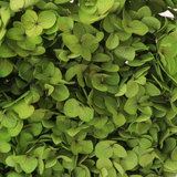 Annabelle Hydrangea 100g Green