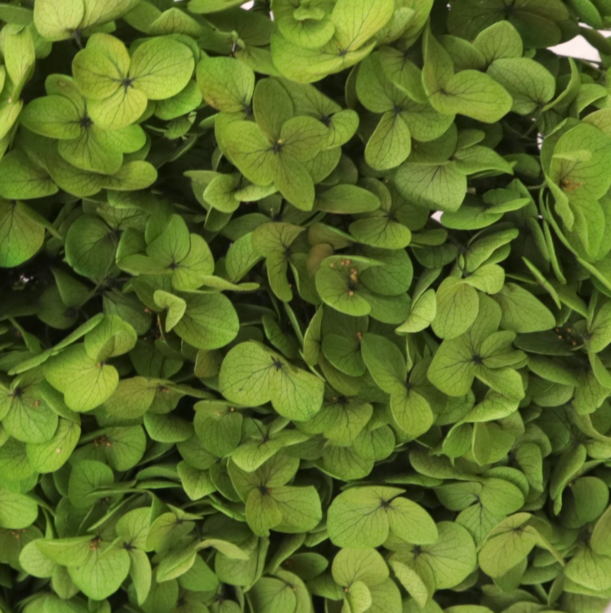 Annabelle Hydrangea 100g Green