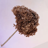 Annabelle Hydrangea Brown