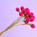 Globe Amaranth Hot Pink