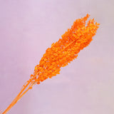 Italian Ruscus Neon Orange