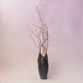 Curly Willow Branch