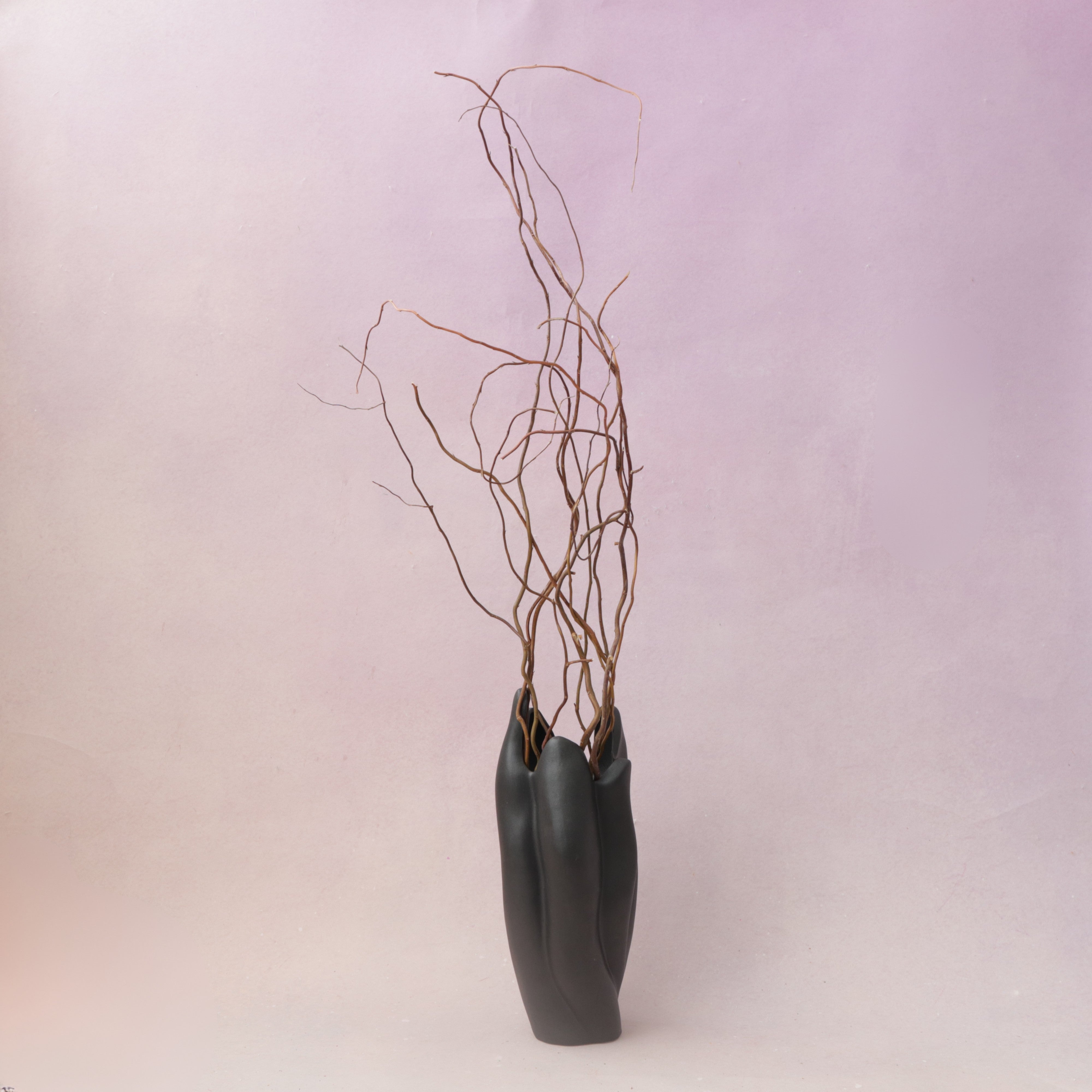 Curly Willow Branch