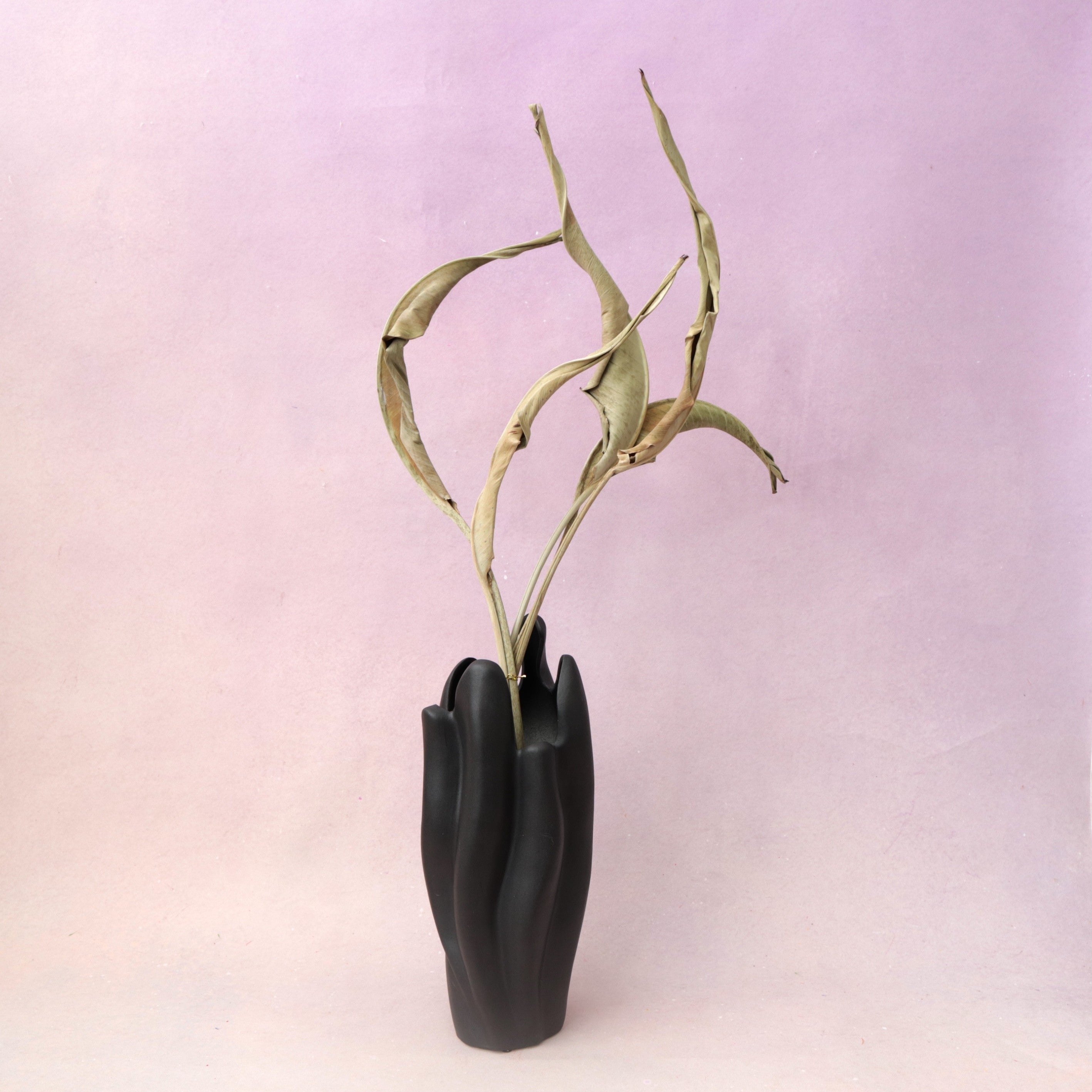 Dried Strelitzia (Bird of Paradise)