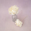 Rosa Chinensis White