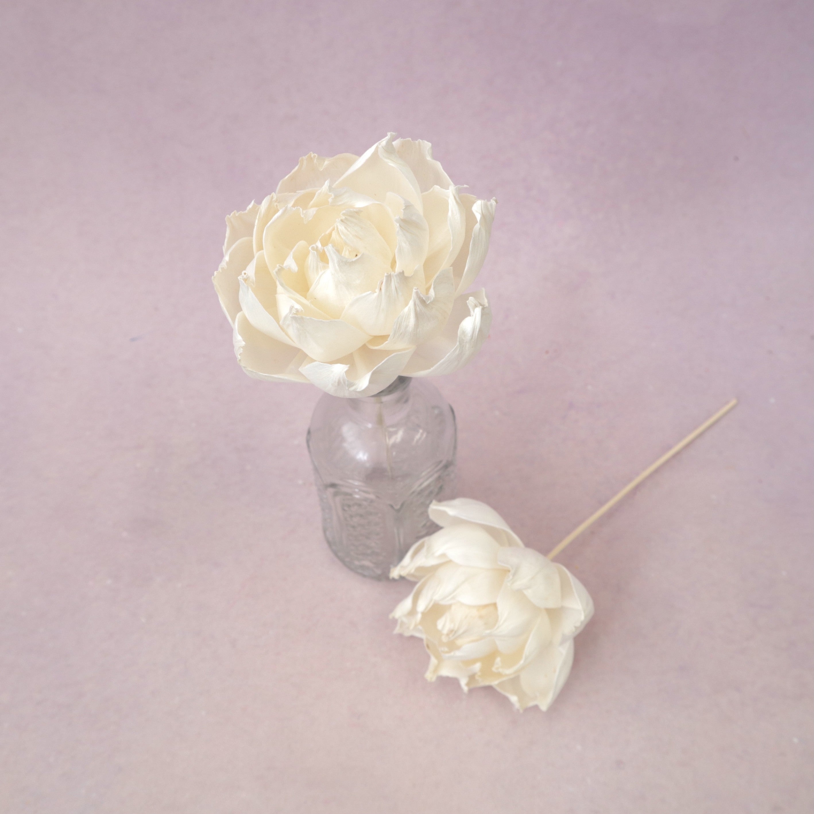 Rosa Chinensis White