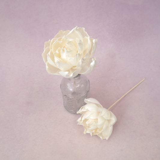 Rosa Chinensis White