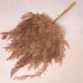 Mountain Fern Brown