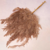 Mountain Fern Brown