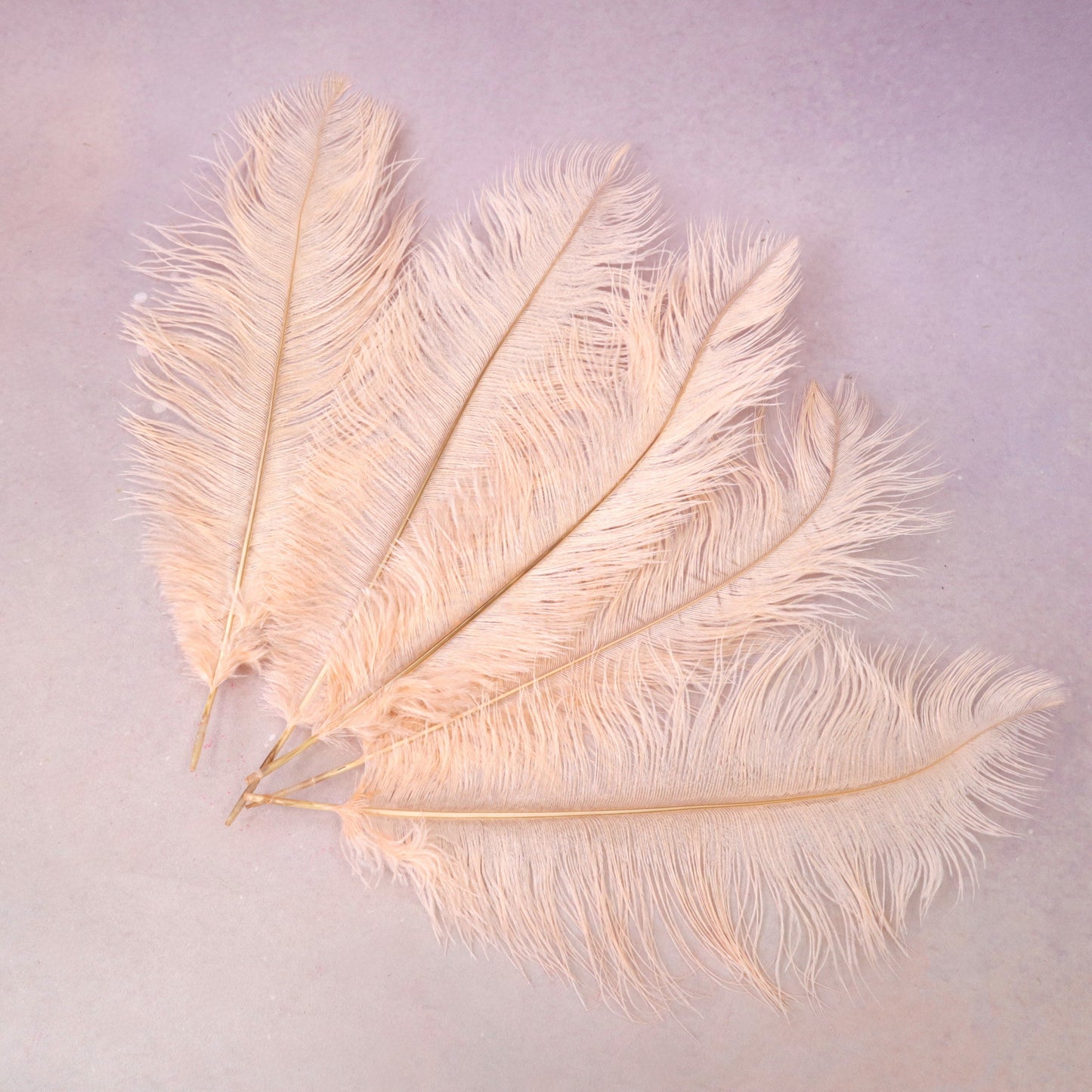 5 pcs Ostrich Feathers Champagne