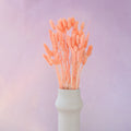 Gem Grass Coral