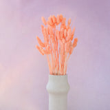 Gem Grass Coral