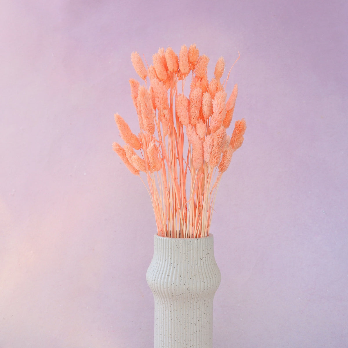 Gem Grass Coral
