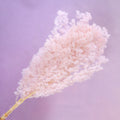Ming Fern Baby Pink