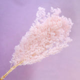 Ming Fern Baby Pink