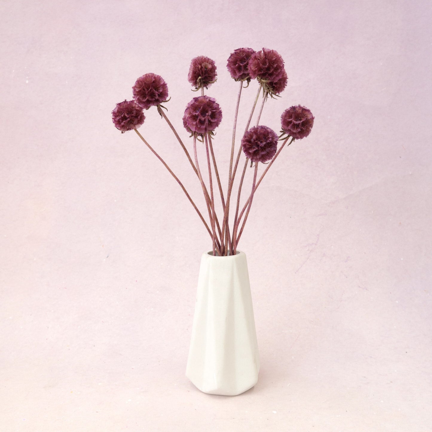 Scabiosa Burgundy