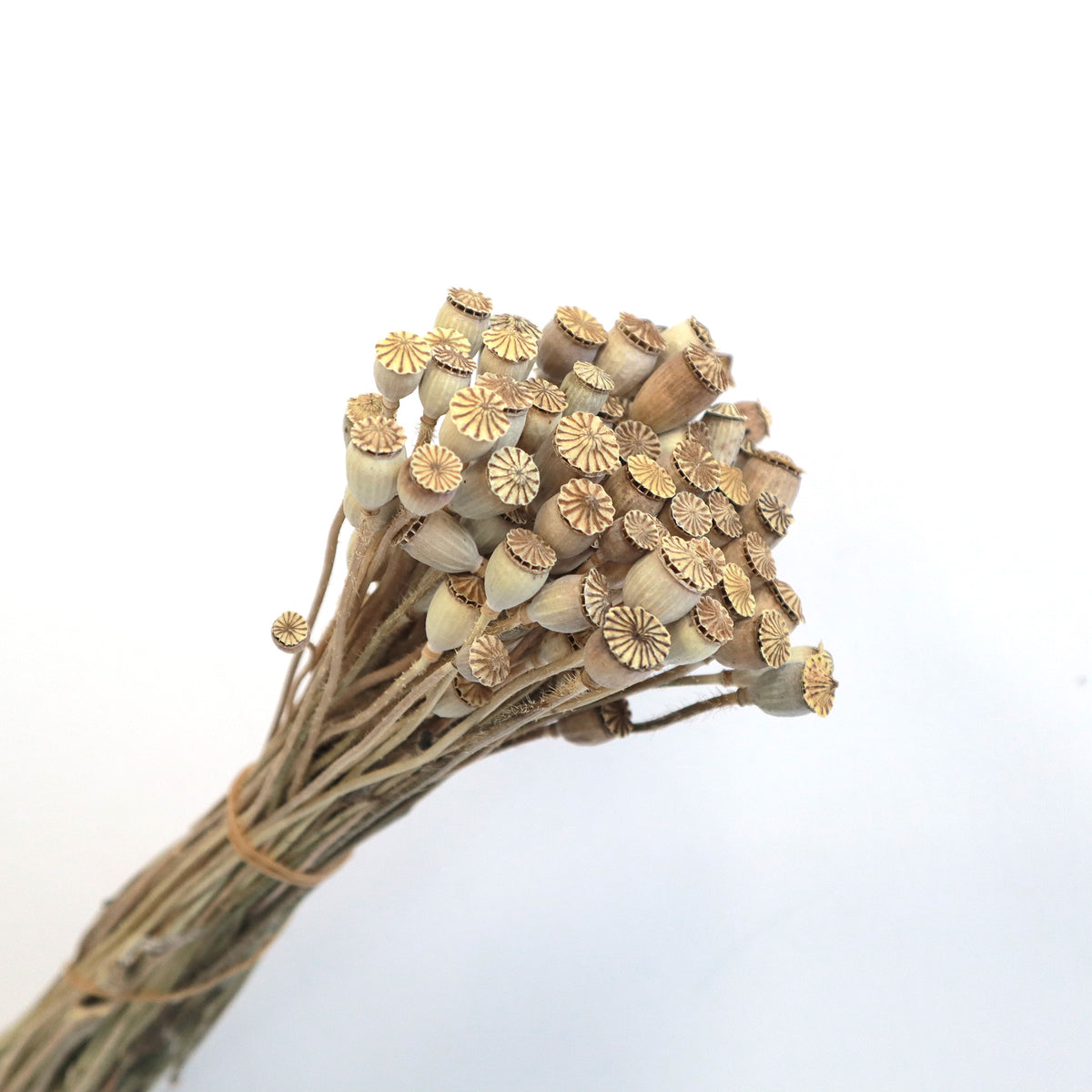 Mini Poppy Pods Natural – Floral Forest Wholesale