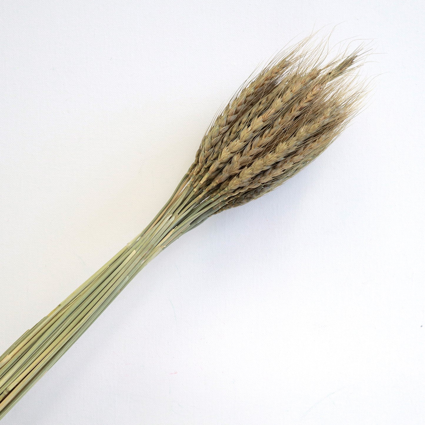 Dried Wheat