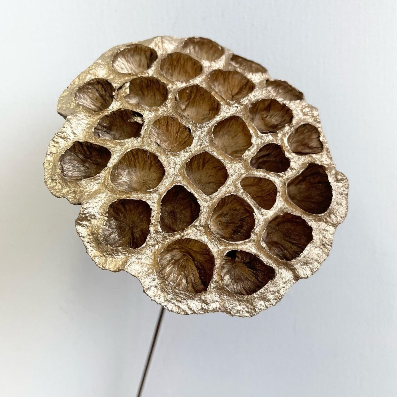 Lotus Pods Large Gold